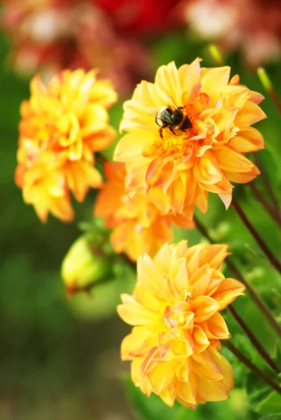 Dahlia květiny rostoucí v zahradě — Stock fotografie