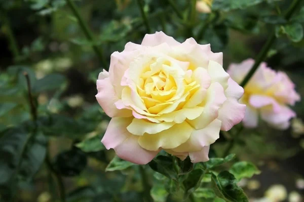 在花园里的温柔茶玫瑰 — 图库照片