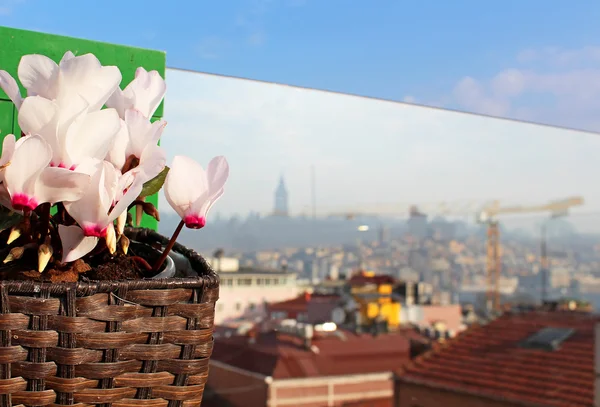 Bloemen in een bloempot en de skyline van istanbul - bekijken via — Stockfoto