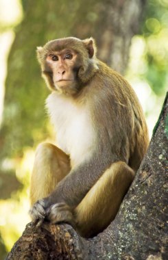Rhesus makak Nepal