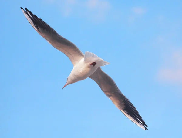 Mouette volante — Photo