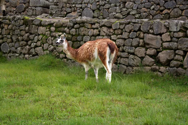 Lama en Perú — Foto de Stock