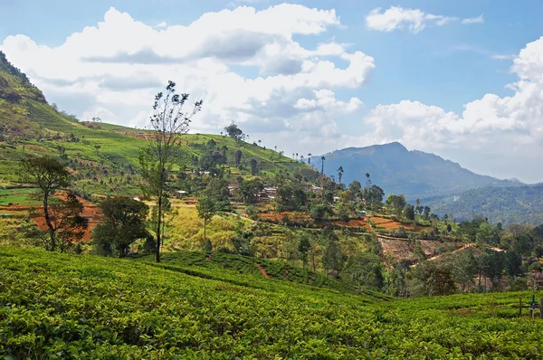 Paisaje de plantaciones de té en Sri Lanka —  Fotos de Stock