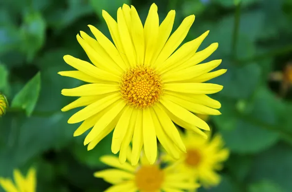 Verão flores amarelas Doronicum. Plantas ornamentais da família Asteraceae — Fotografia de Stock