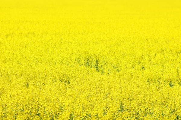 Campo de canola, flores amarillas de colza, colza —  Fotos de Stock