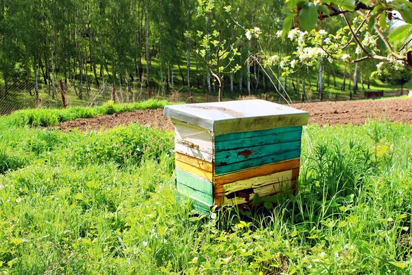 Honing honingbij kasten in lentetuin — Φωτογραφία Αρχείου