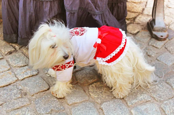 Cão pequeno em vyshyvanka, camisa nacional ucraniana bordada em Lviv, Ucrânia — Fotografia de Stock