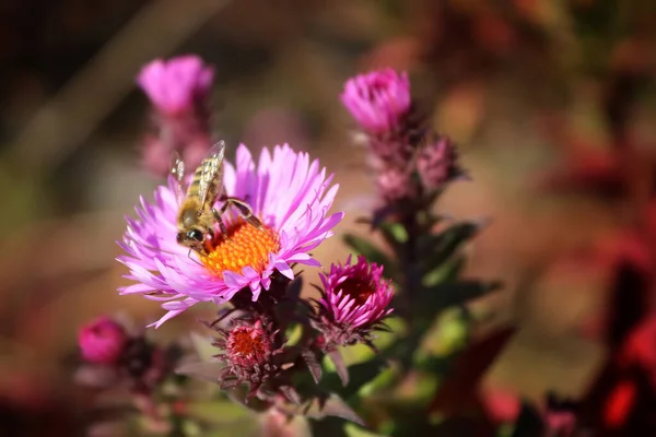 Symphyotrichum Novi Belgii Podzim Astra Včela Podzimní Zahradě — Stock fotografie