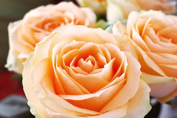 Pale Orange Roses Close View — Stock Photo, Image