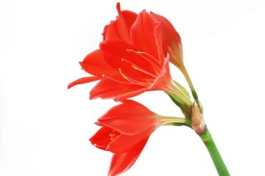 Kırmızı vallota çiçekleri. Beyaz arkaplanda izole