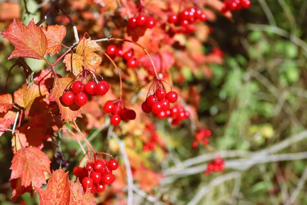 Guelder Rózsa Viburnum Opulus Bogyók Cserjén Őszi Kert — Stock Fotó