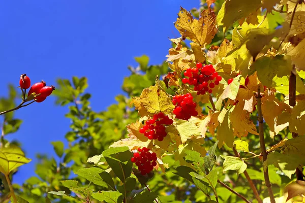 Купальник Троянд Viburnum Opulus Ягоди Чагарнику Рожевих Стегнах Осінній Сад — стокове фото