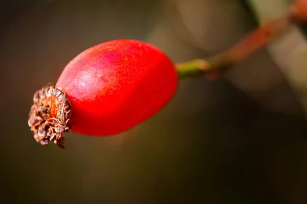 Una Baya Cerda Roja Vista Cerca — Foto de Stock