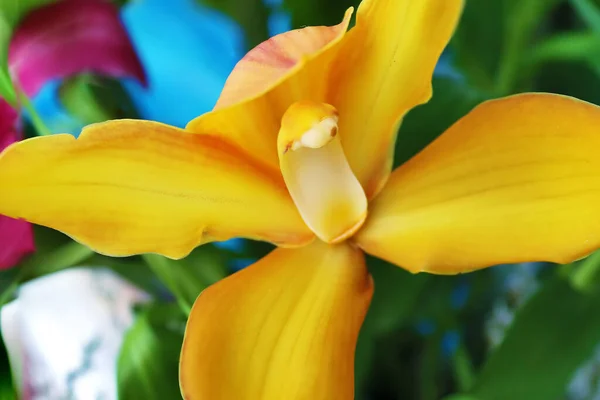 Orchidée Orange Vue Rapprochée — Photo