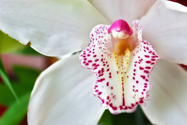 Orchidée Blanche Vue Rapprochée — Photo