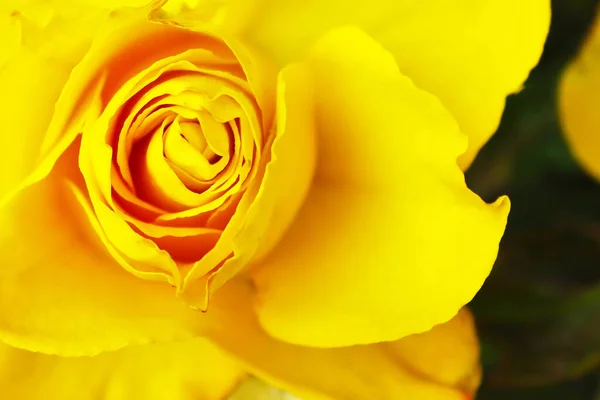 Rosa Amarilla Vista Cerca — Foto de Stock