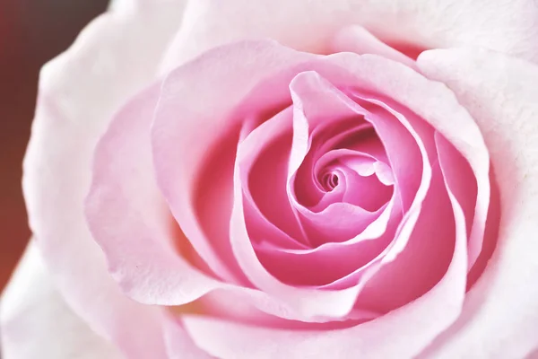 Pink Rose Close View — Stock Photo, Image