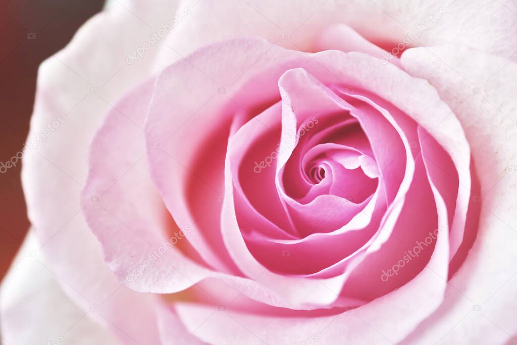 Pink rose. Close up view