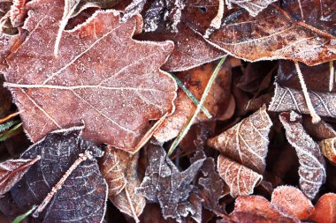 Kışın çimlerin üzerindeki yaprakların manzarası. Buz