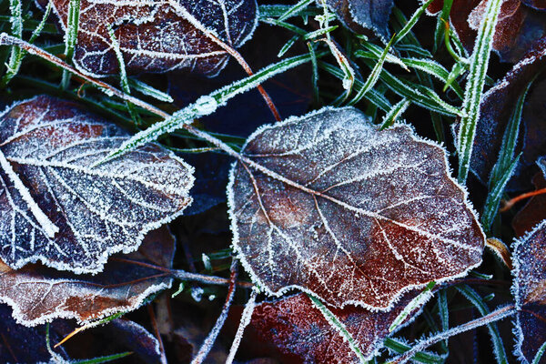 View of leaves on the grass in the winter. Frost