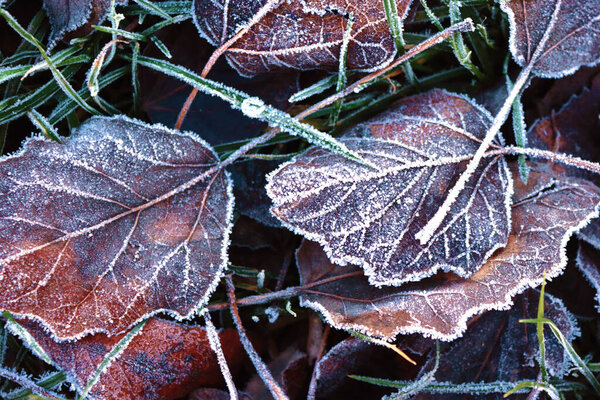 View of leaves on the grass in the winter. Frost