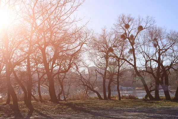 木を表示Khimikビーチとヴィニトシア ウクライナのKyivskiy橋で 冬時間 — ストック写真