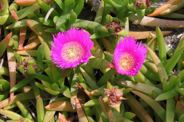 Carpobrotus alçakgönüllülüğünün pembe çiçekleri. Kapat.