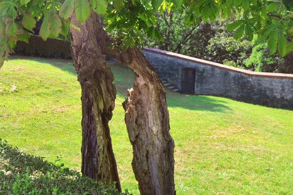 Casca Uma Árvore Dividida Duas Partes Árvore Ainda Está Crescendo — Fotografia de Stock
