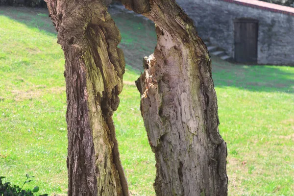 Corteza Árbol Dividida Dos Partes —  Fotos de Stock