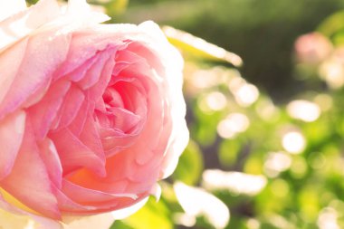 Parkta güzel pembe gül