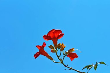 Yazın mavi gökyüzünde kamp manzarası