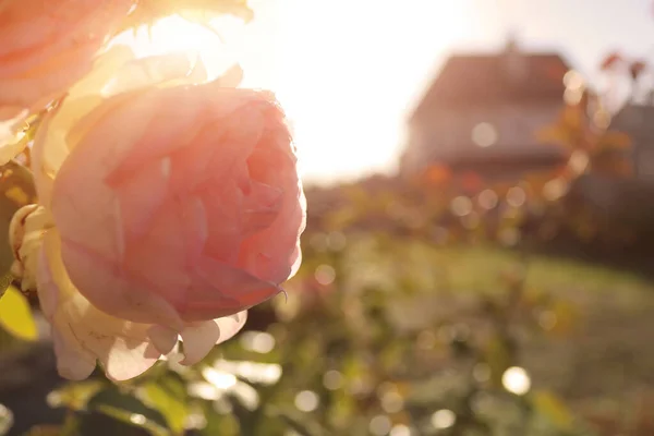 夕日の村のバラと家の眺め — ストック写真