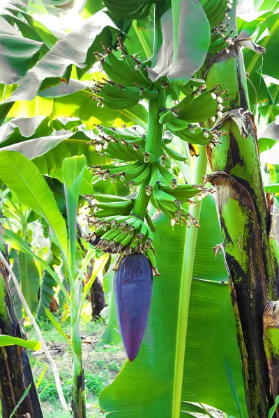 Green Bananas Banana Flower Banana Tree — Stock Photo, Image