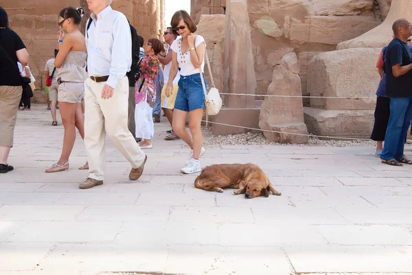 Luxor Egypt October16 2011 Unidentified Tourist Dog Magnificent Columns Great — Stock Photo, Image