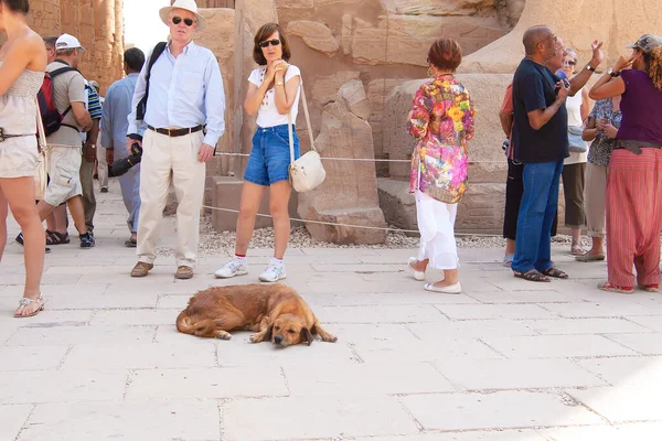 Luxor Egito Outubro 2011 Turista Não Identificado Cão Perto Magníficas — Fotografia de Stock