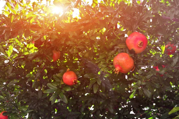 View Pomegranate Shrub Friuts Sunset — Stock Photo, Image