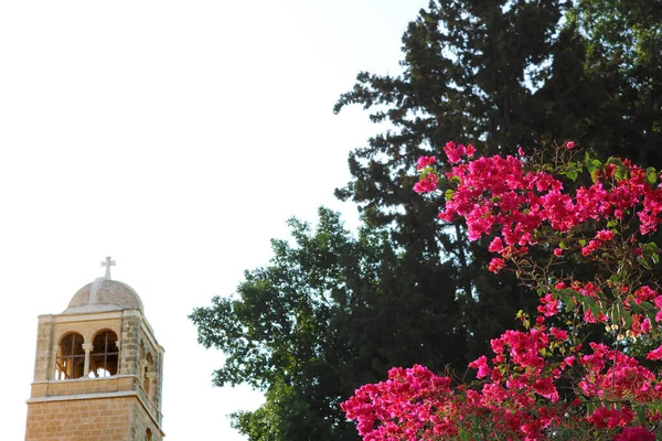 Tour Monastère Trappiste Latrun Israël Bougainvilliers Fleurs — Photo