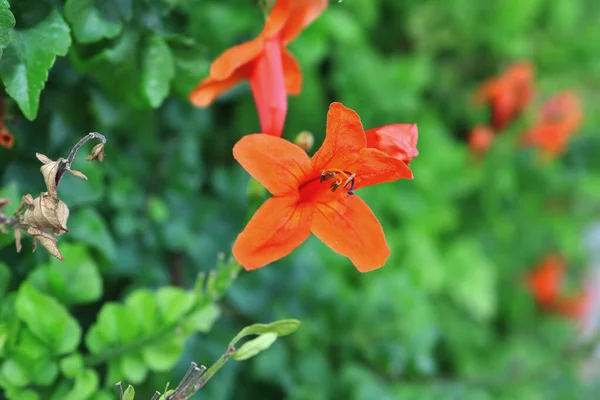 Mooie Oranje Bloem Een Tuin Israël — Stockfoto