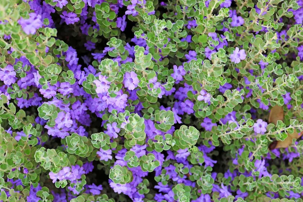 Background Blue Flowers Israel — Fotografia de Stock