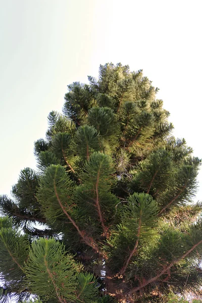 Bottom View Pine Tree Israel — Stockfoto