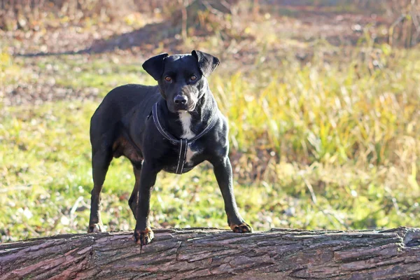 Negro Terrier Árbol — Foto de Stock