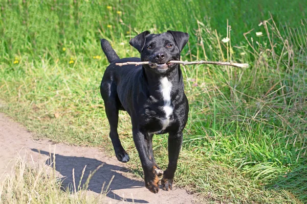 Negro Terrier Lleva Palo Boca Hierba Verde Como Fondo — Foto de Stock
