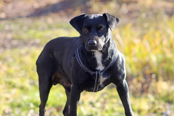 Negro Terrier Hierba — Foto de Stock