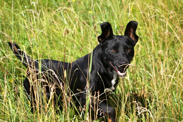 Negro Terrier Asomándose Fuera Hierba — Foto de Stock