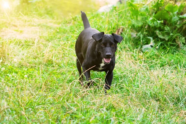 Negro Terrier Está Corriendo Hierba — Foto de Stock