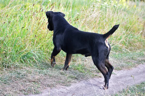 Negro Terrier Está Buscando Hierba Alta — Foto de Stock