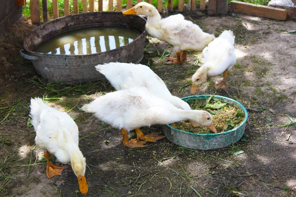 White Pekin Ducks Eat Poultry Yard Home Farm Agriculture Village — Stock Photo, Image
