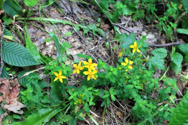 黄色聖ヨハネの最悪の花 Hypericum — ストック写真