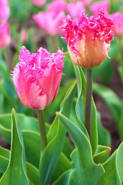 Яркие Розовые Тюльпаны Весеннем Саду — стоковое фото