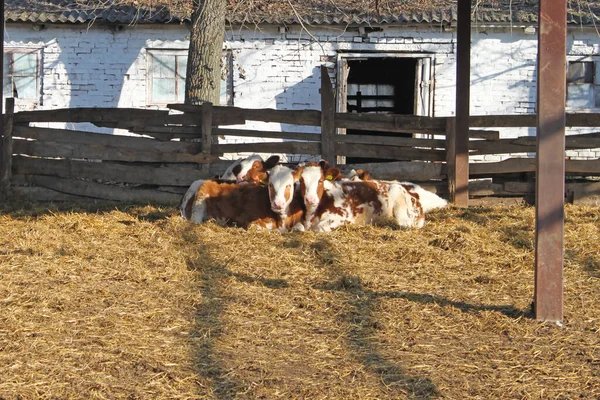 Vacas Atrás Uma Cerca Uma Fazenda Leite Região Vinnytsia Ucrânia — Fotografia de Stock